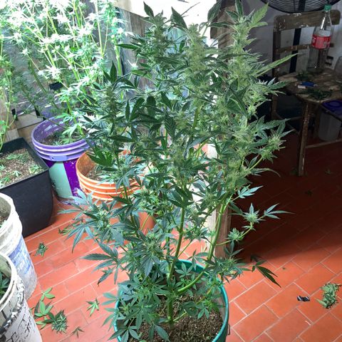White Widow growlog timeline photo