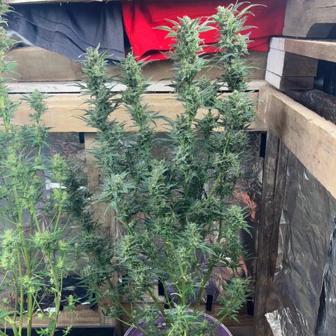 White Widow growlog timeline photo