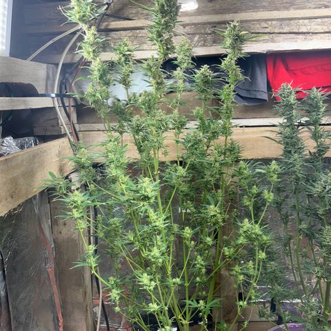 White Widow growlog timeline photo