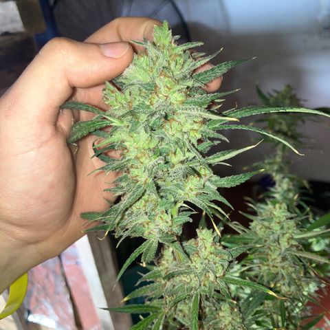White Widow growlog timeline photo