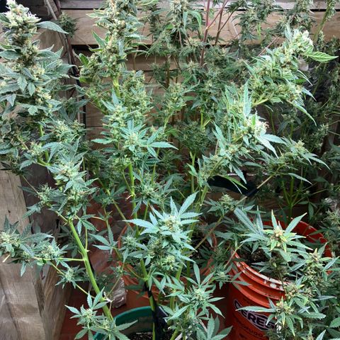 White Widow growlog timeline photo