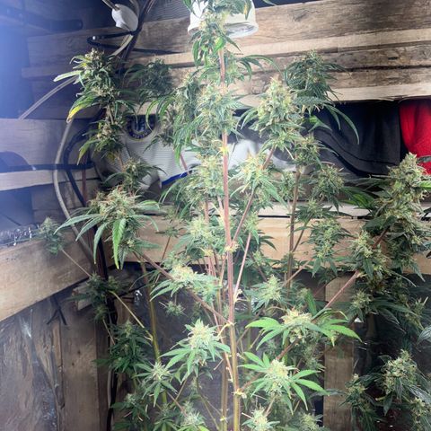 White Widow growlog timeline photo