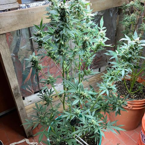 White Widow growlog timeline photo