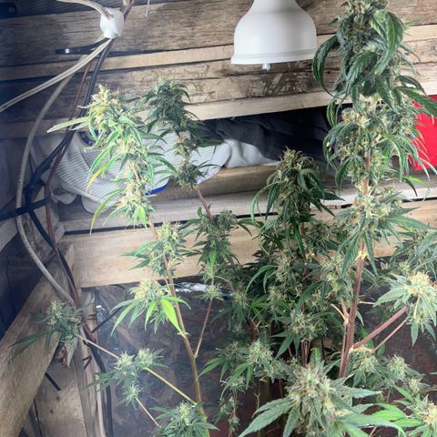 White Widow growlog timeline photo