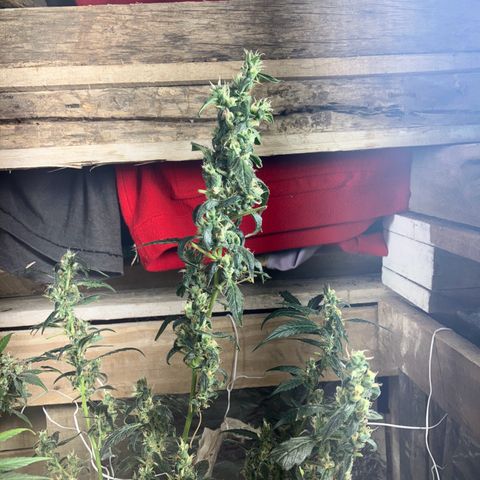 White Widow growlog timeline photo