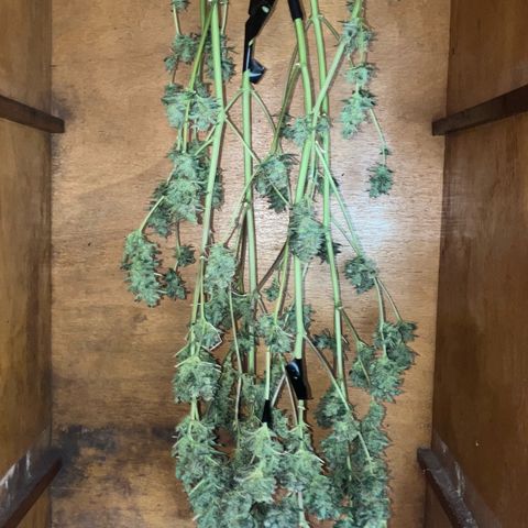 White Widow growlog timeline photo