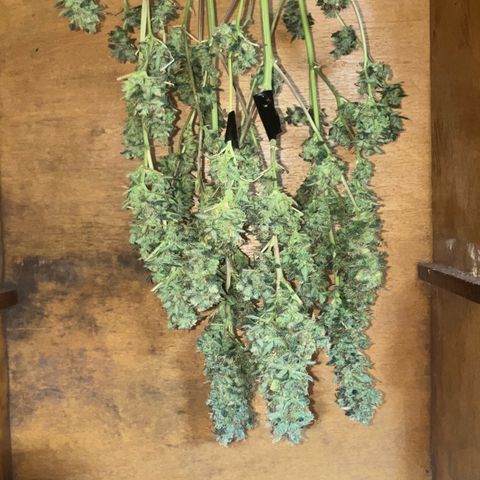 White Widow growlog timeline photo