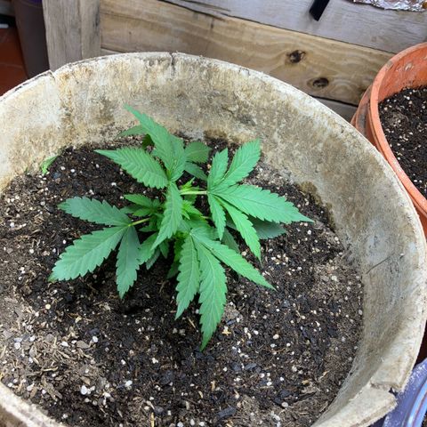 Gorilla growlog timeline photo