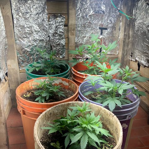 Gorilla growlog timeline photo