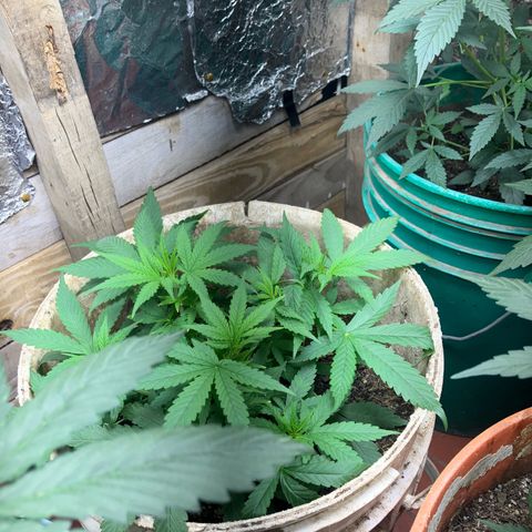 Gorilla growlog timeline photo