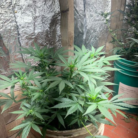 Gorilla growlog timeline photo