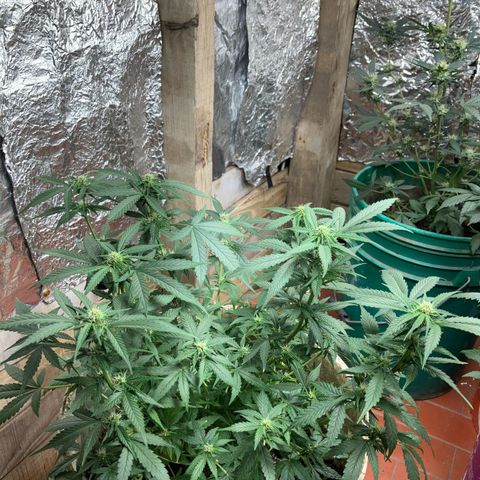 Gorilla growlog timeline photo