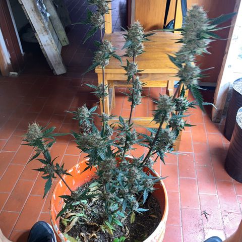 Gorilla growlog timeline photo