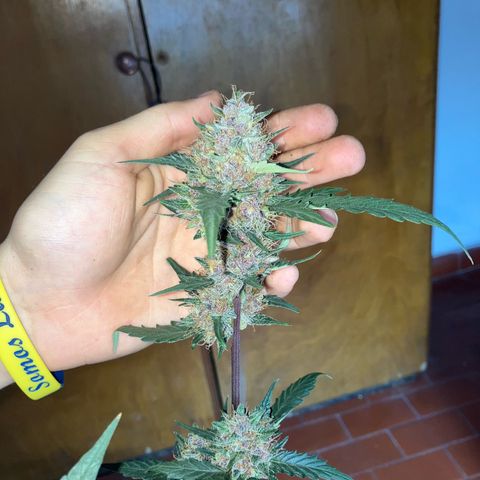Gorilla growlog timeline photo