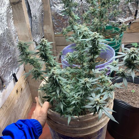 Gorilla growlog timeline photo