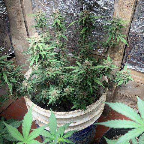 Gorilla growlog timeline photo