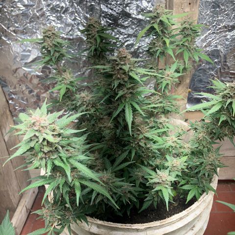 Gorilla growlog timeline photo