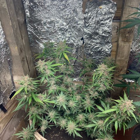 Gorilla growlog timeline photo