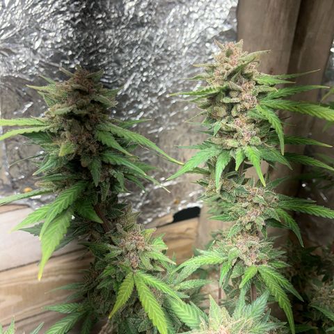 Gorilla growlog timeline photo