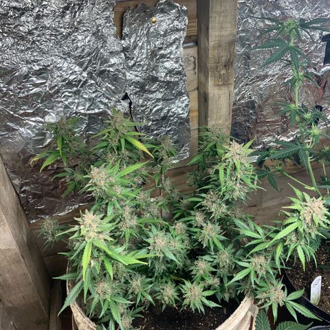 Gorilla growlog timeline photo