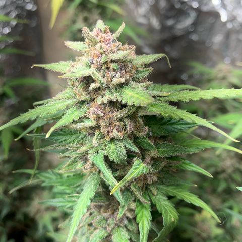 Gorilla growlog timeline photo