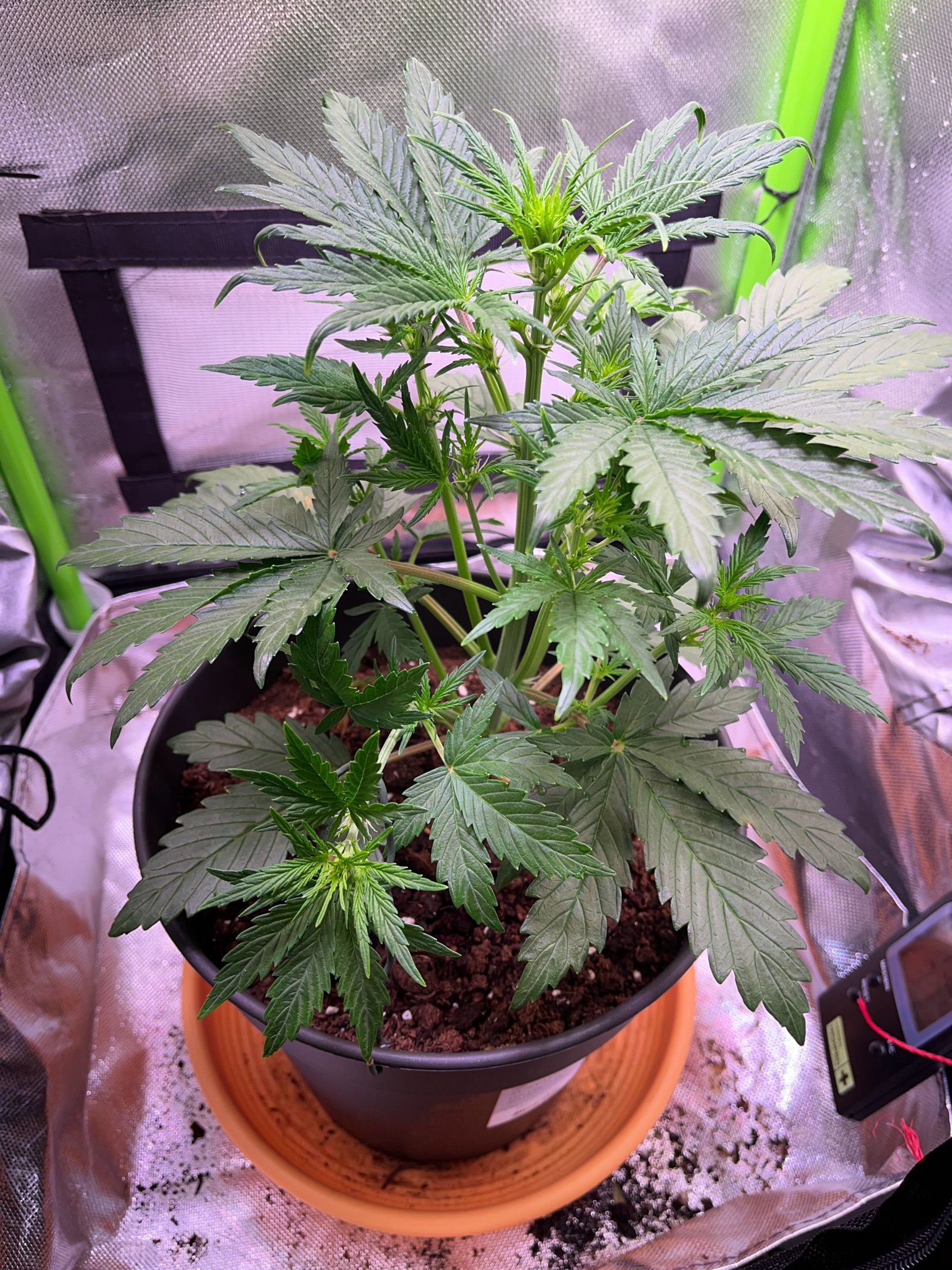 Amnesia lemon growlog photo 7