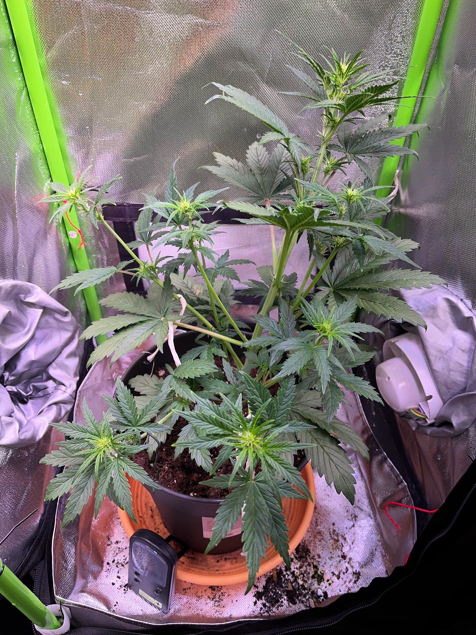 Amnesia lemon growlog photo 8