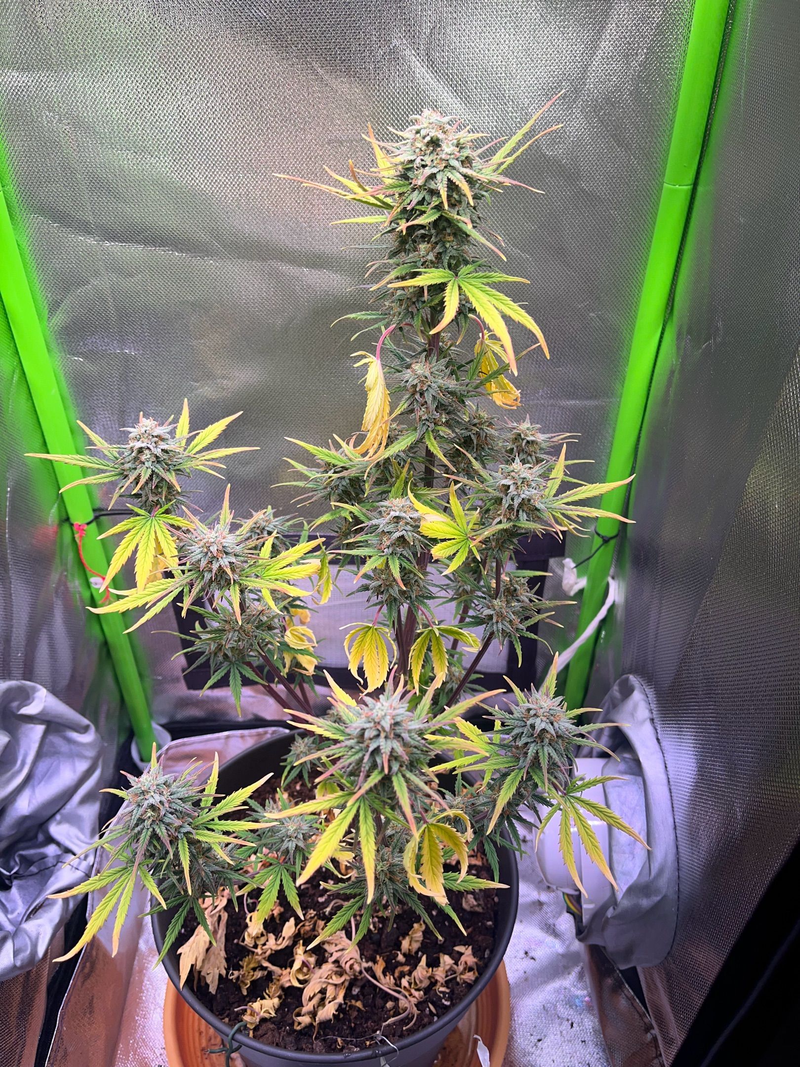 Amnesia lemon growlog header