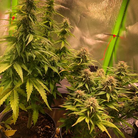 Glue gelato e purple punch #1 growlog timeline photo