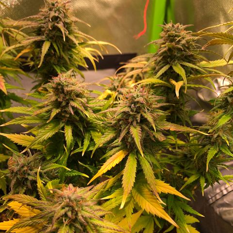 Glue gelato e purple punch #1 growlog timeline photo
