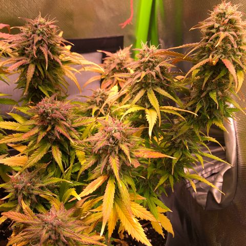 Glue gelato e purple punch #1 growlog timeline photo