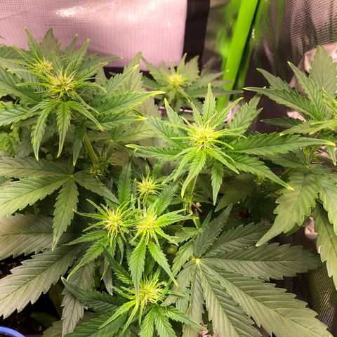 Glue gelato e purple punch #1 growlog timeline photo