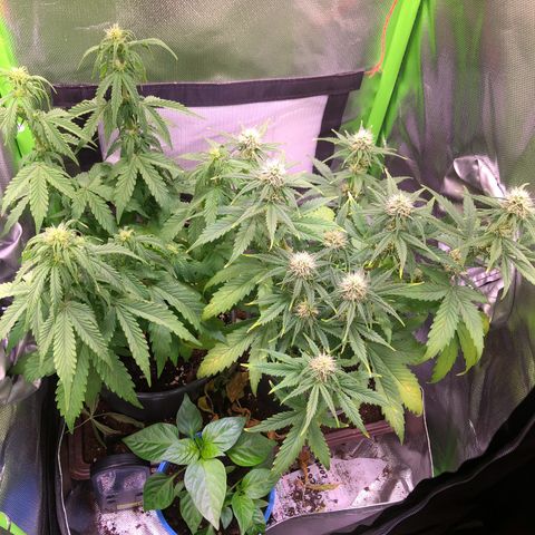 Glue gelato e purple punch #1 growlog timeline photo