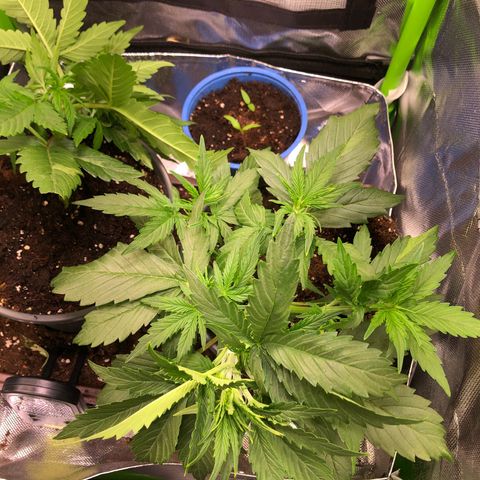 Glue gelato e purple punch #1 growlog timeline photo
