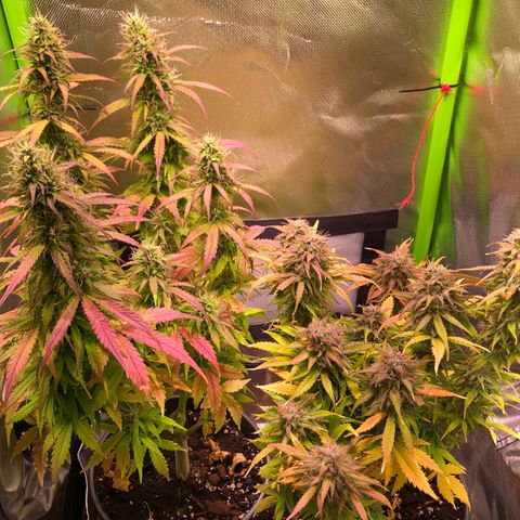 Glue gelato e purple punch #1 growlog timeline photo