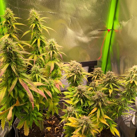 Glue gelato e purple punch #1 growlog timeline photo
