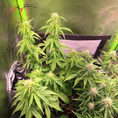 Glue gelato e purple punch #1 growlog timeline photo