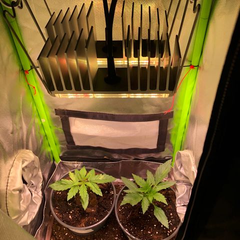 Glue gelato e purple punch #1 growlog timeline photo
