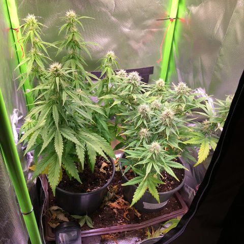 Glue gelato e purple punch #1 growlog timeline photo