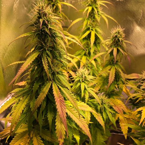Glue gelato e purple punch #1 growlog timeline photo