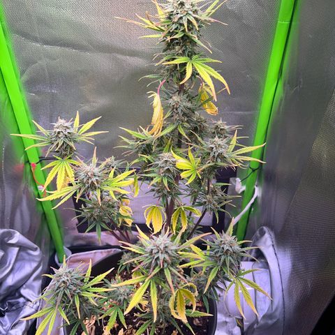 Amnesia lemon growlog in Growbox