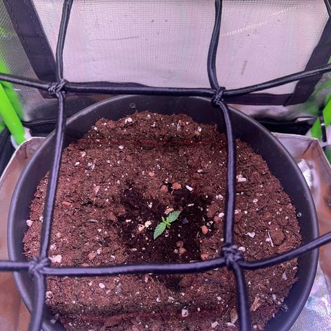 Tangie matic  growlog timeline photo