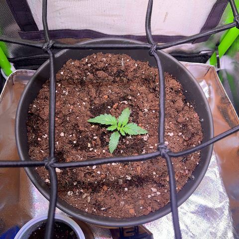 Tangie matic  growlog timeline photo
