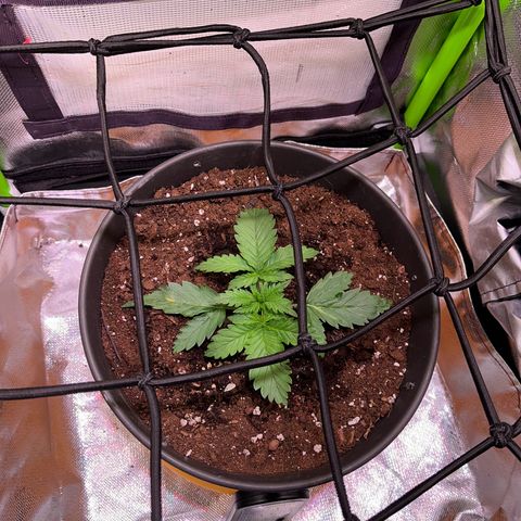 Tangie matic  growlog timeline photo