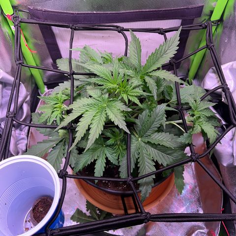 Tangie matic  growlog timeline photo