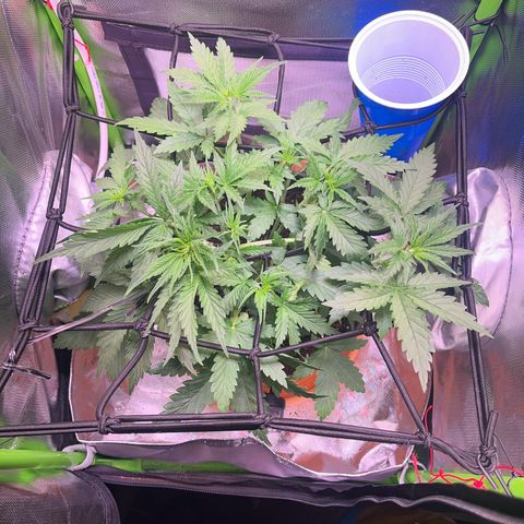 Tangie matic  growlog timeline photo