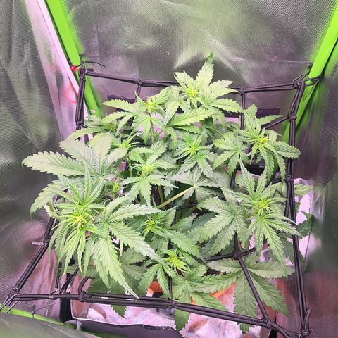 Tangie matic  growlog timeline photo