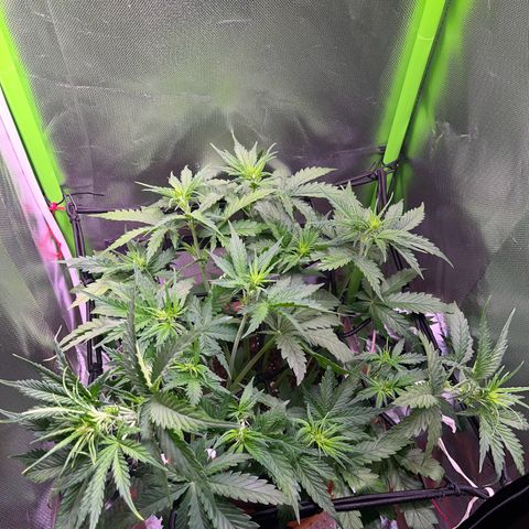 Tangie matic  growlog timeline photo