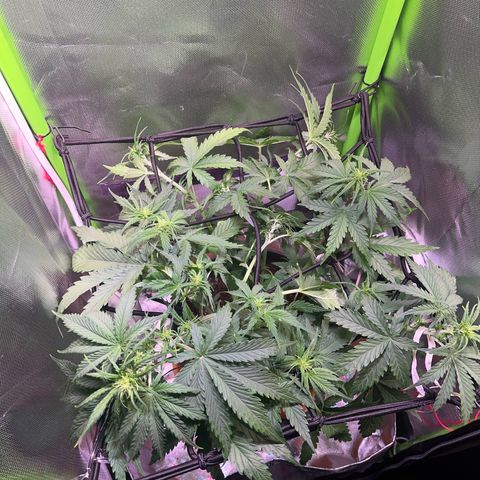 Tangie matic  growlog timeline photo