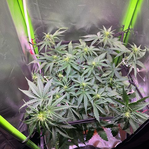 Tangie matic  growlog timeline photo